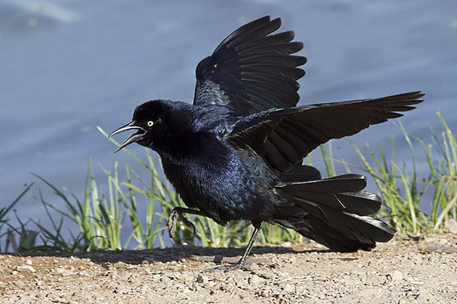 Great-tailed Grackle