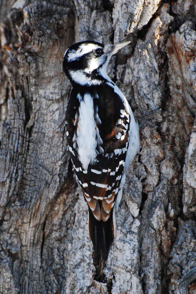 Hairy woodpecker