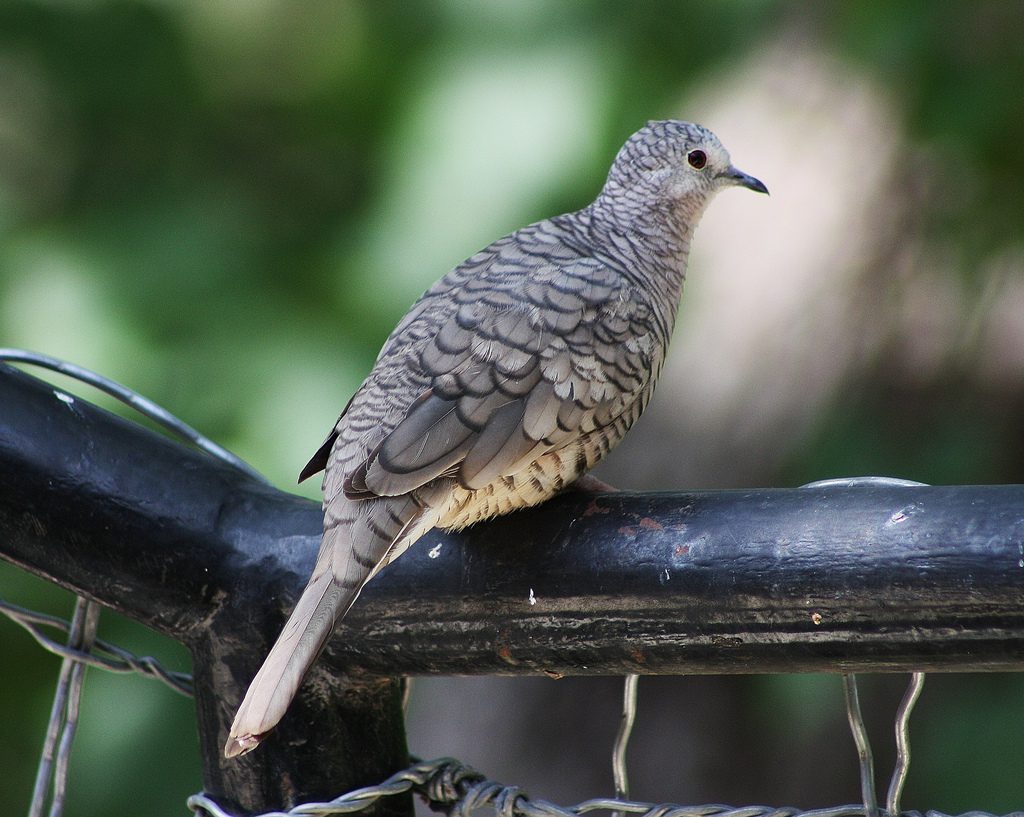 Inca Dove