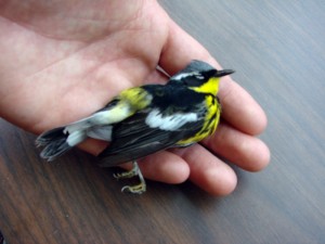 Magnolia Warbler killed by crashing into window