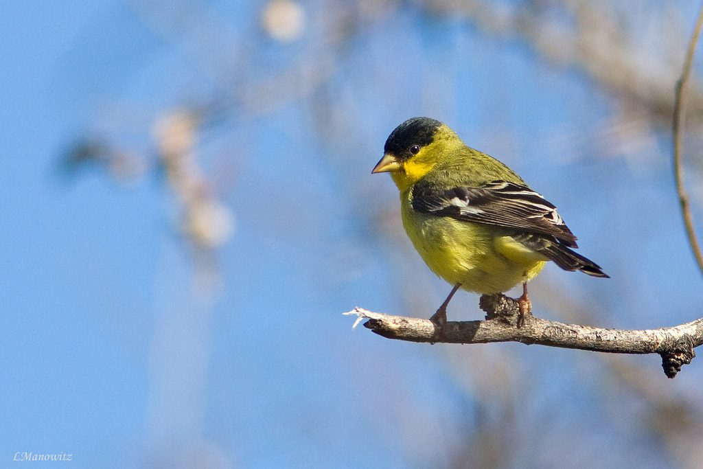 Lesser goldfinch