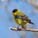 Lesser goldfinch