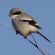 Loggerhead Shrike