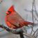 Northern cardinal