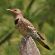 Northern flicker