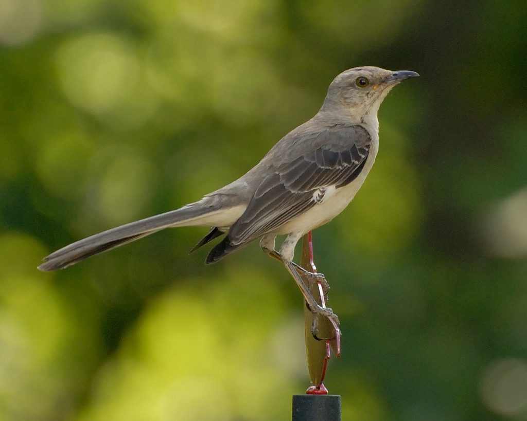 Northern mockingbird