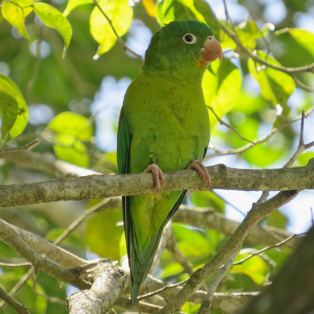 Orange-chinned Parakeet