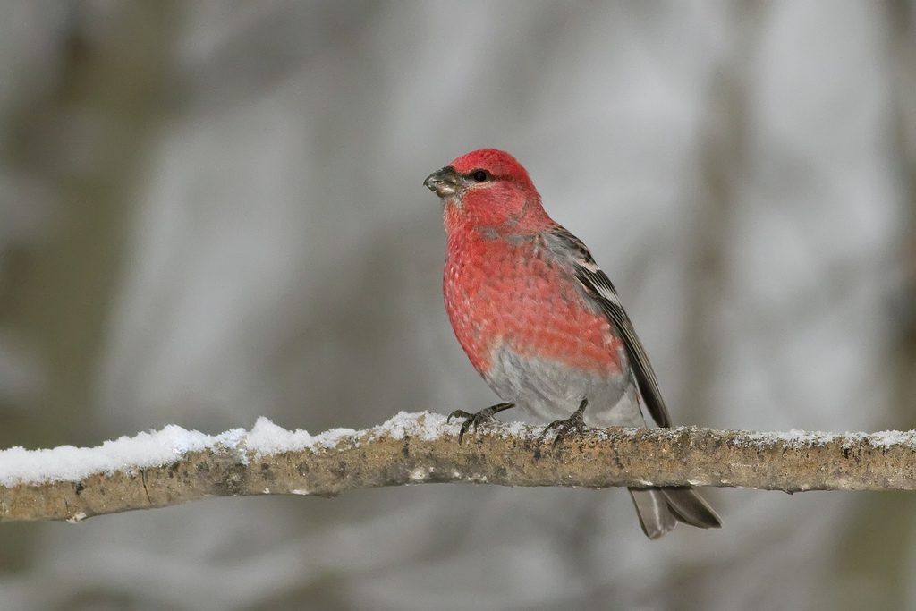 Pine grosbeak