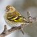 Pine Siskin