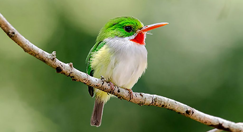 puerto rican tody