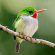 puerto rican tody