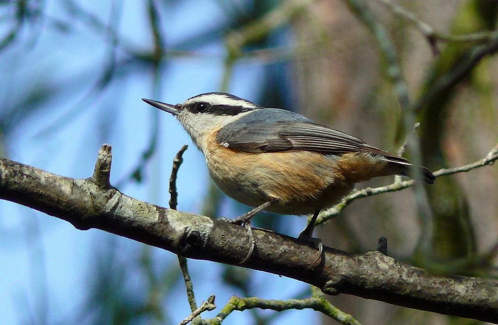 Red-breasted nuthatch