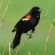 Red-winged blackbird