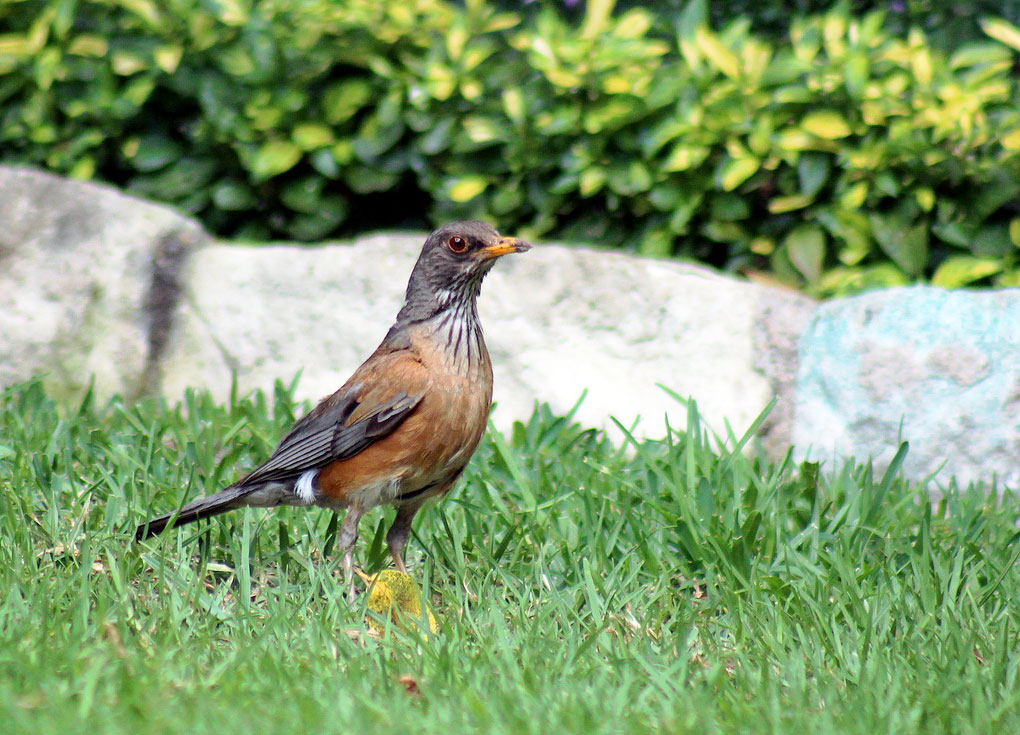 Rufous-backed Robin