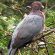 scaly-naped pigeon