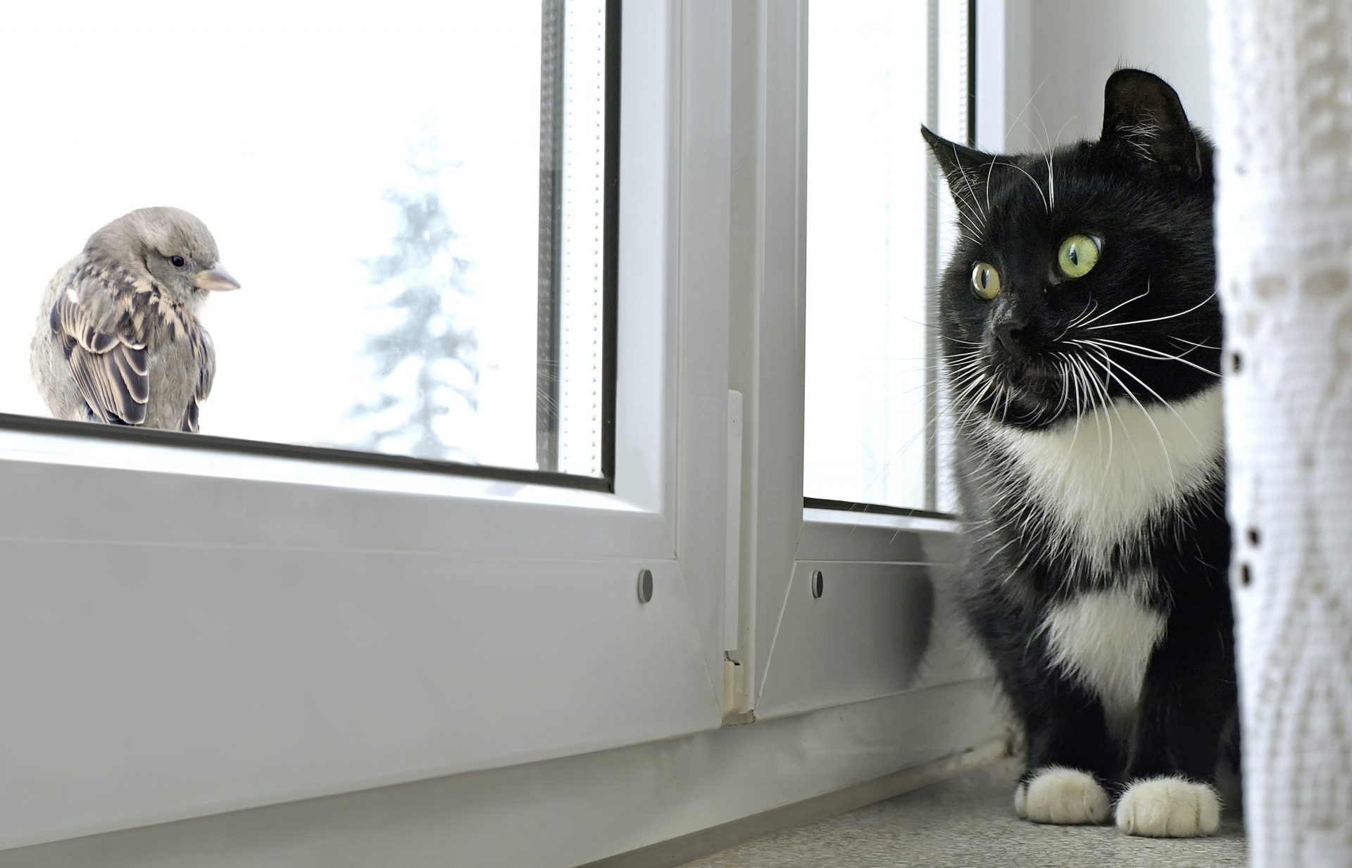 Cat watching bird on the window