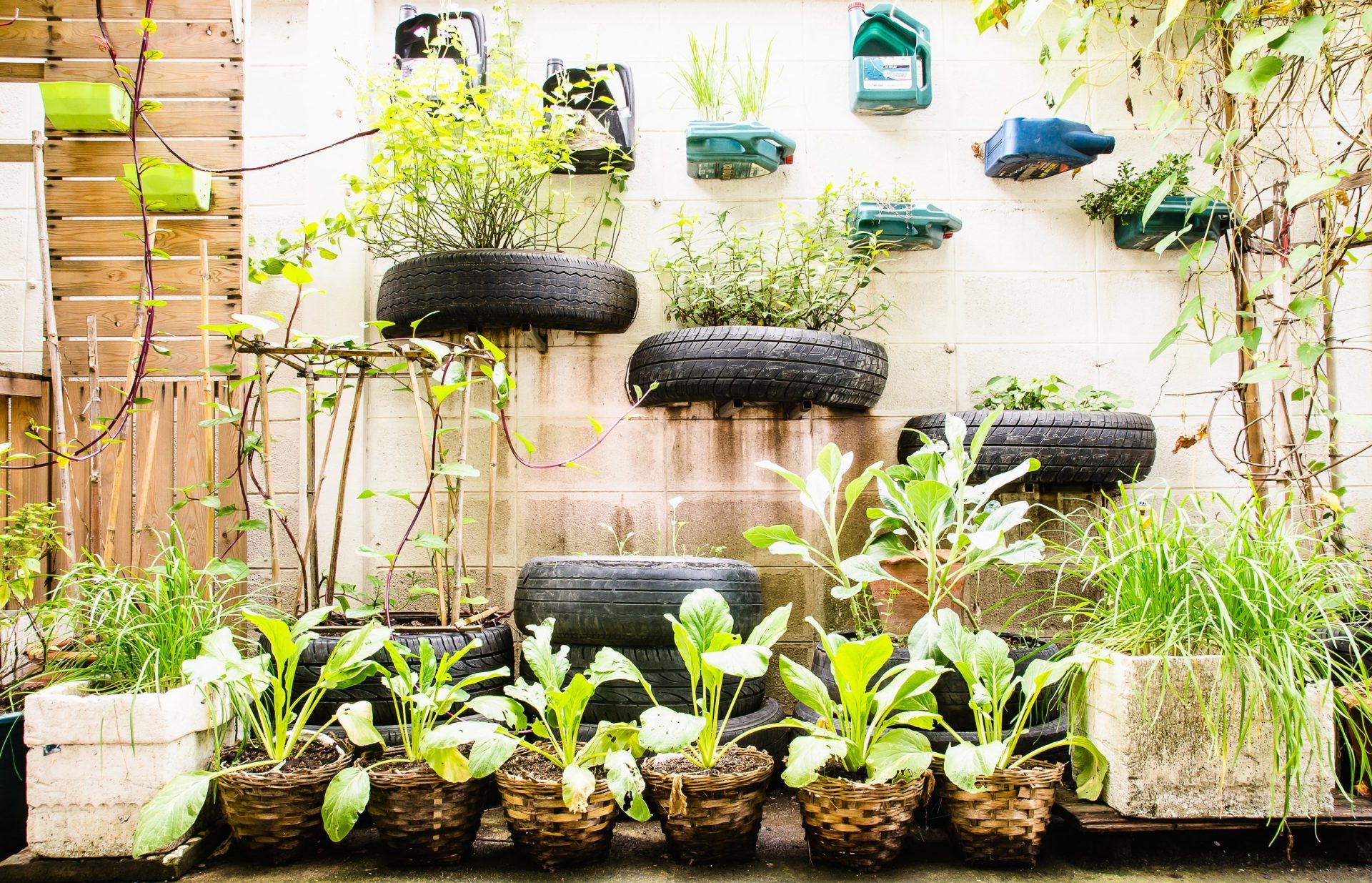 Urban garden in Bangkok