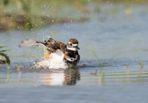 Killdeer Bathing