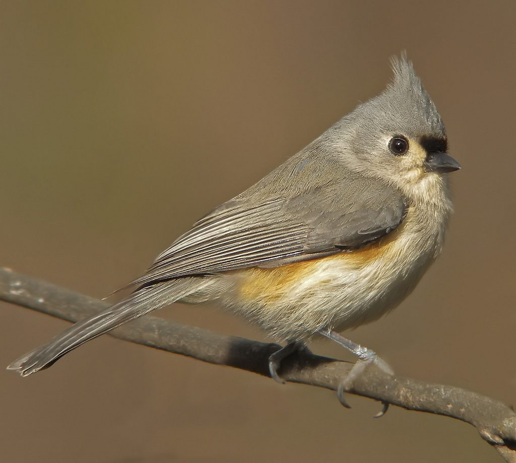 Tufted titmouse