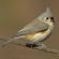 Tufted titmouse