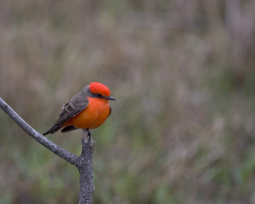 Vermilion Flycatcher