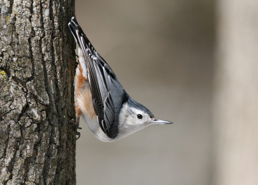 White-breasted nuthatch