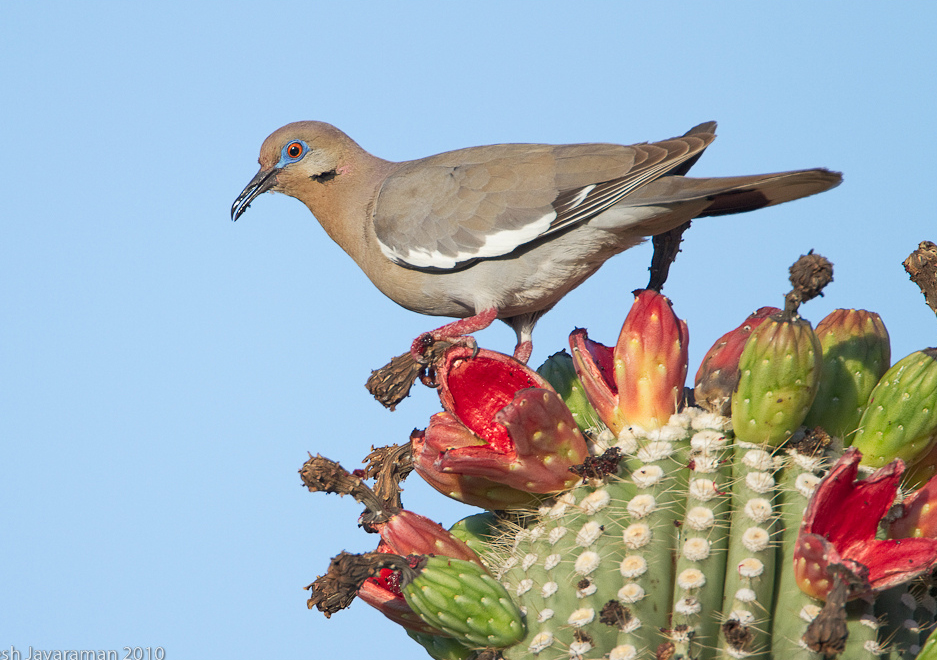 White-winged dove