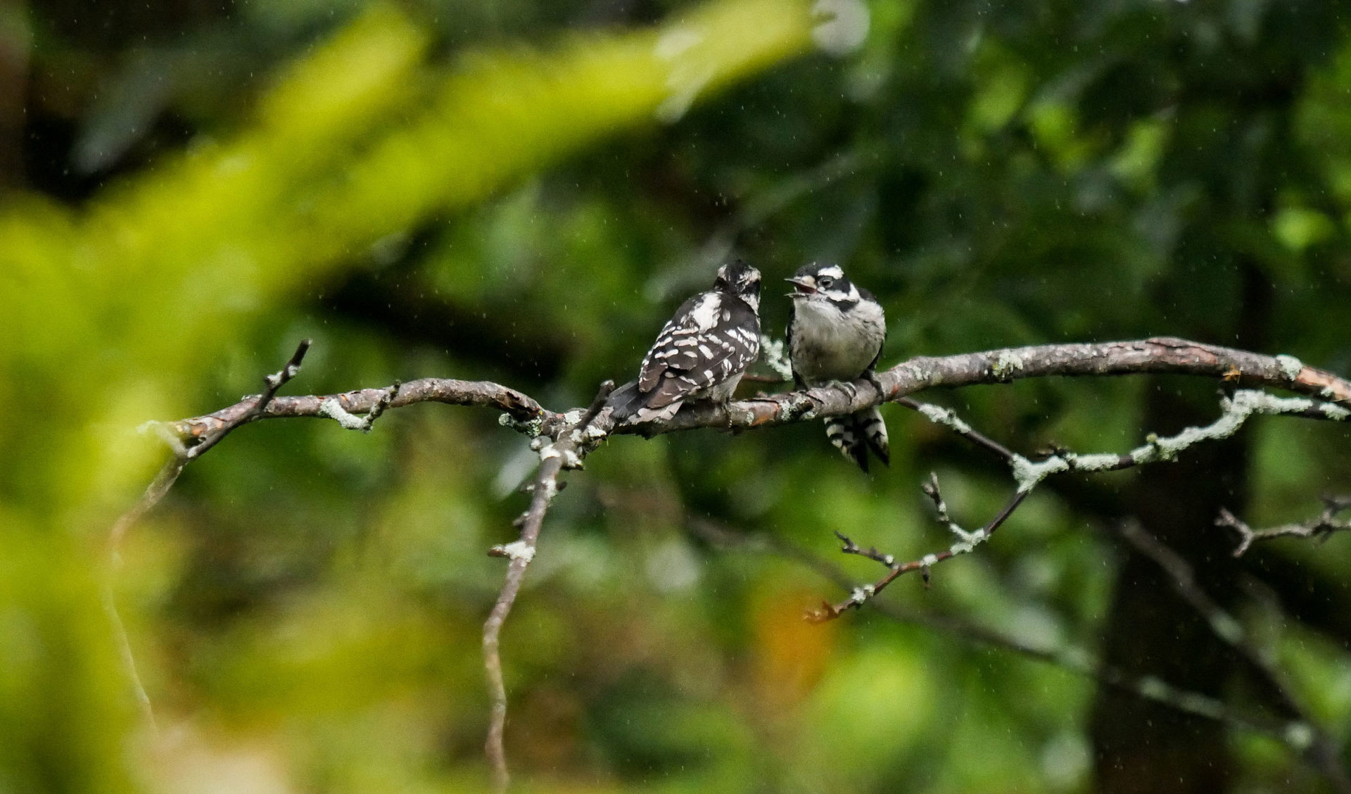 downy woodpeckers marilu carriage house