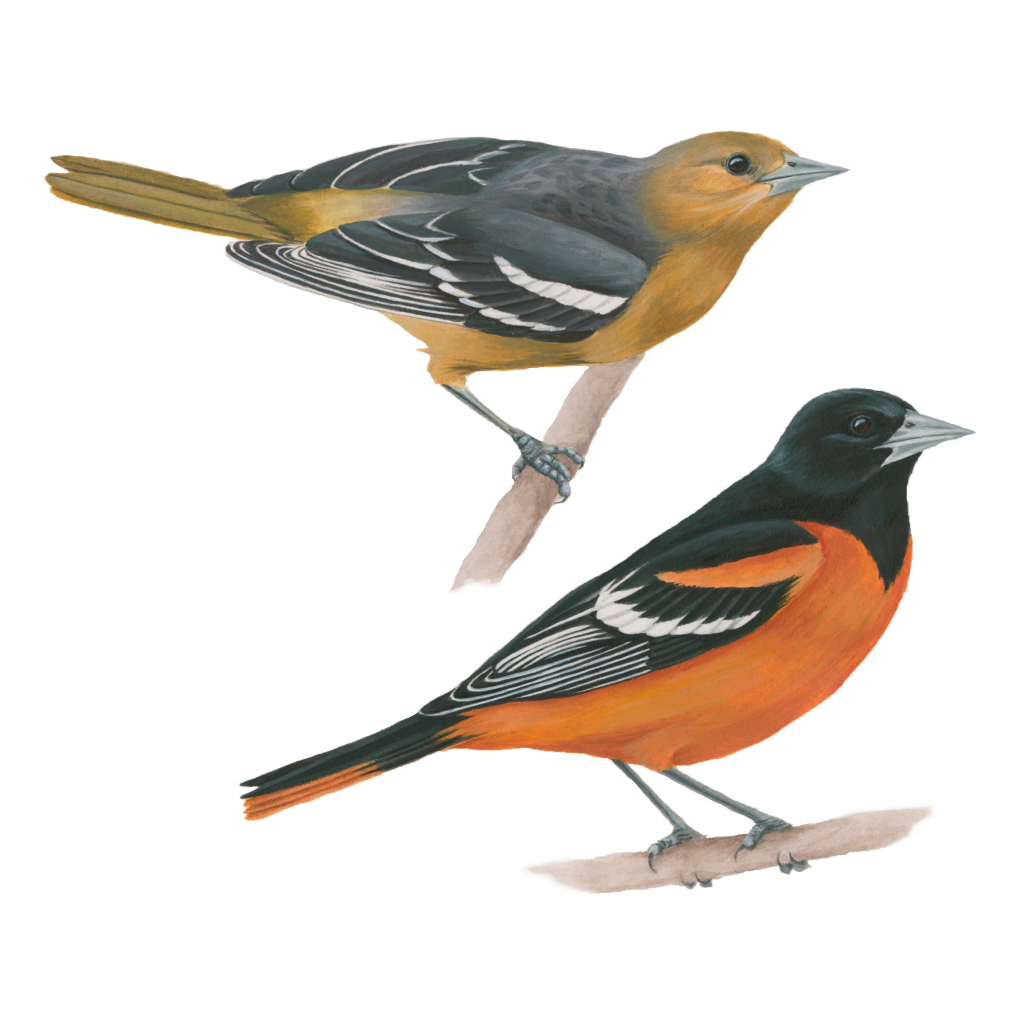 Baltimore oriole