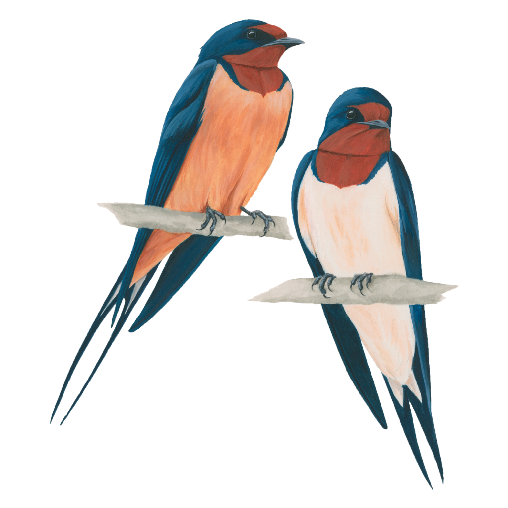 Barn swallow