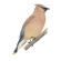 Cedar waxwing