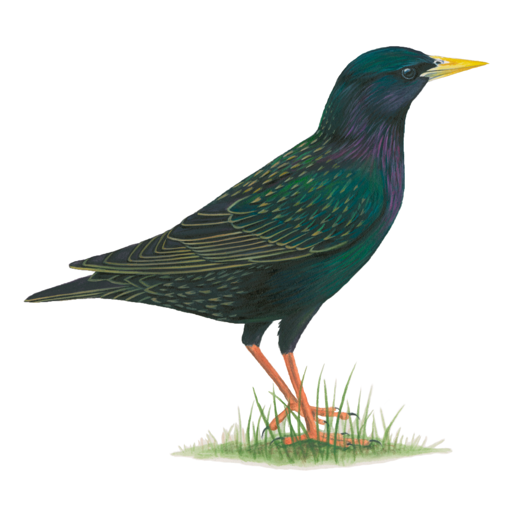 European starling