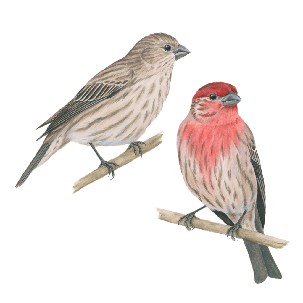 House finch