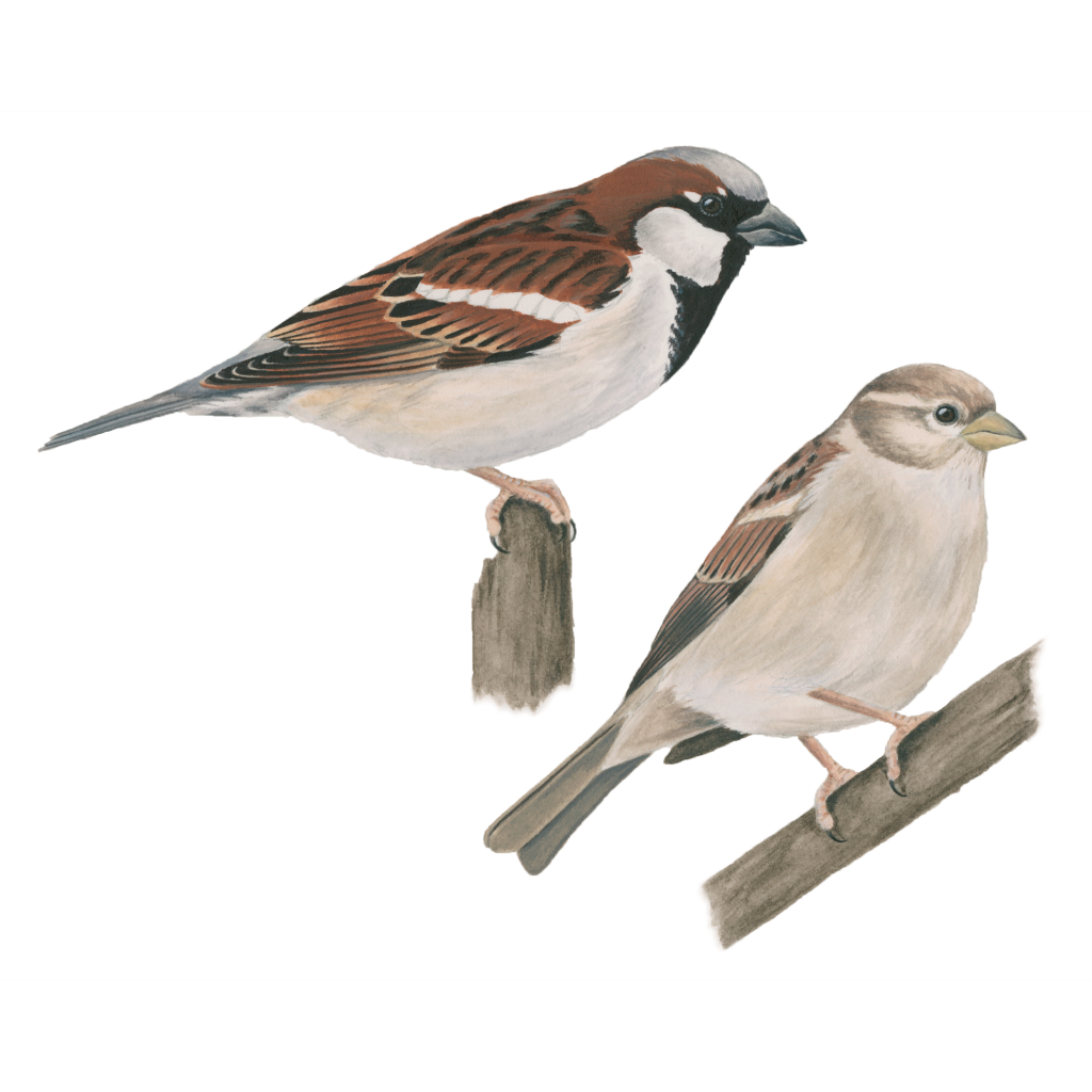 House sparrow