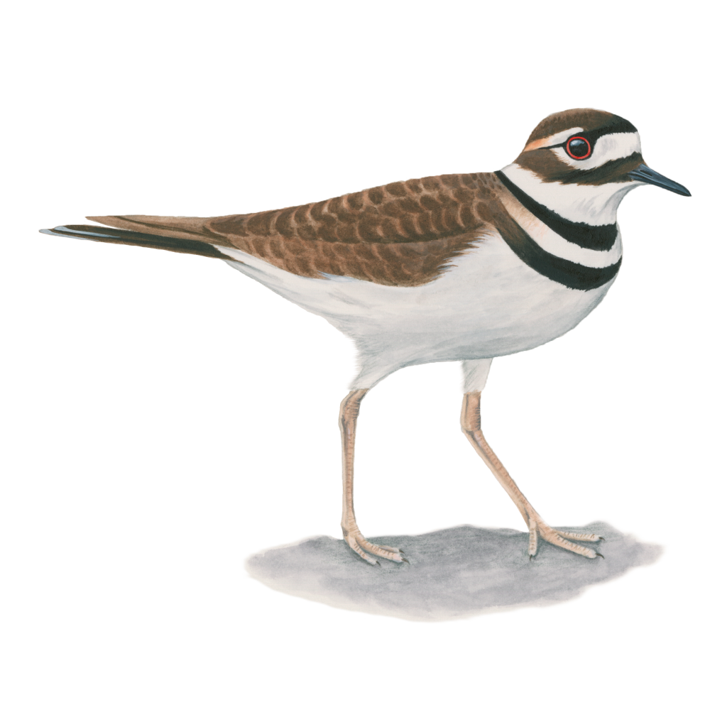 Killdeer