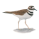 Killdeer