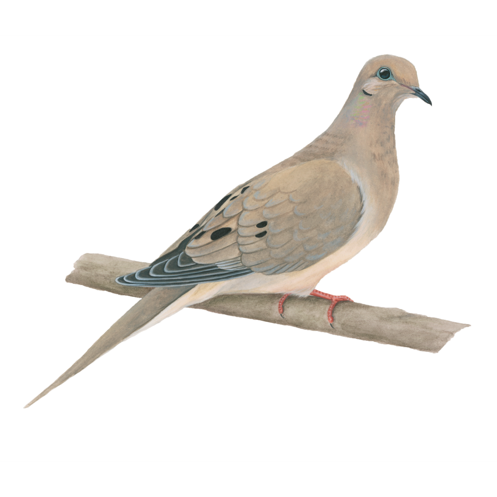 Mourning dove