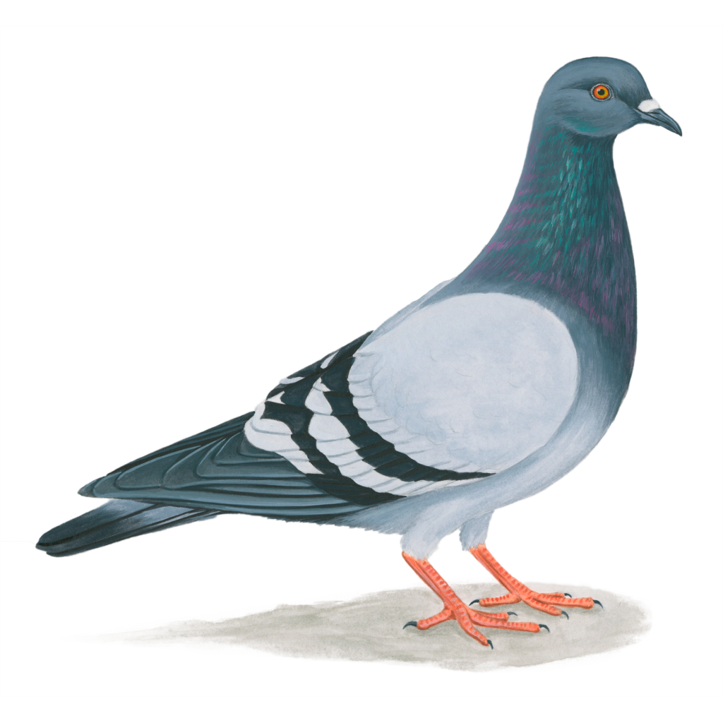 Rock pigeon