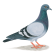 Rock pigeon